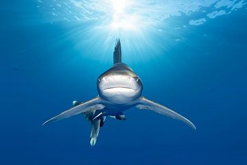 Le requin océanique à pointe blanche tout droit sorti du soleil sur Norbert Probst