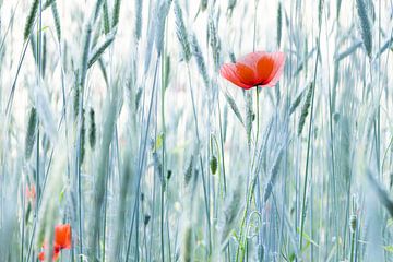 Coquelicots dans les hautes herbes | art floral | Pays-Bas sur Marika Huisman fotografie