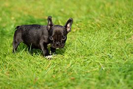 Französische Bulldogge 8 von Heike Hultsch