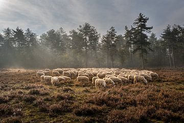 Sheep herd on the loenermark by Stijn Smits