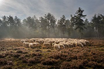 Schaapskudde op de loenermark van Stijn Smits