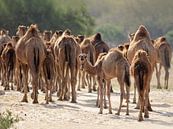 Kudde kamelen in Wadi Darbat, Oman van Ruth de Ruwe thumbnail