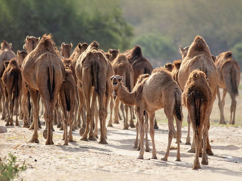 Kudde kamelen in Wadi Darbat, Oman van Ruth de Ruwe