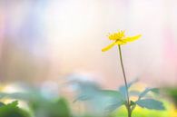 Yellow Wood Anemone by Carola Schellekens thumbnail