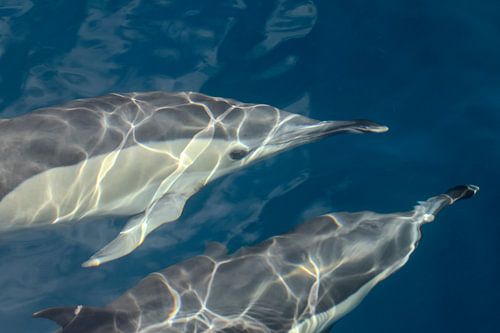 Dauphins, Madère sur Nynke Altenburg