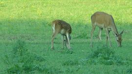 Herten, Zwijnen sur Gijs van Veldhuizen