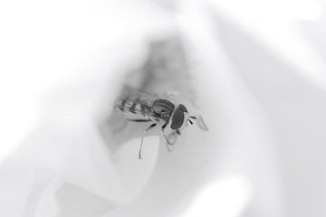 Zweefvlieg in witte roos zwart wit van Erwin van Eekhout