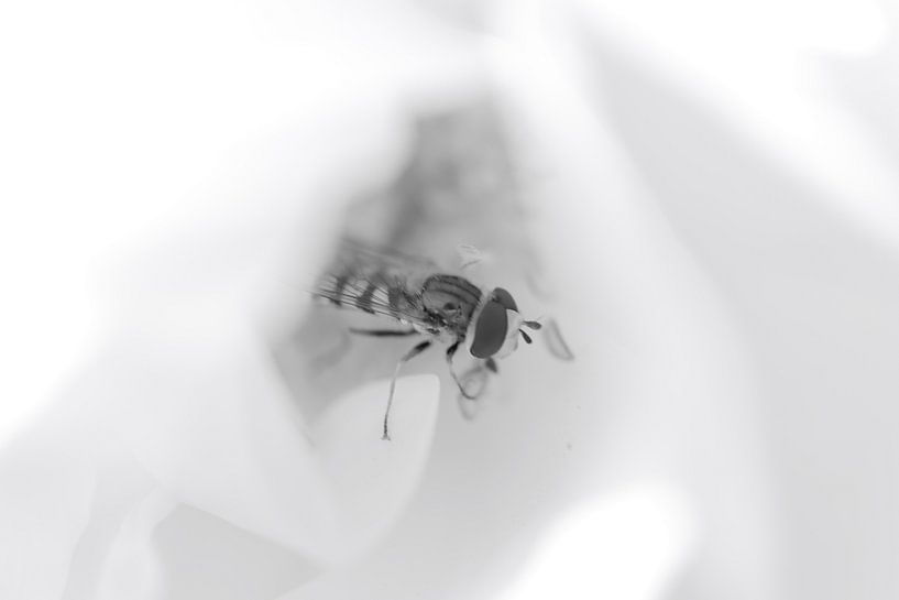 Hoverfly in white rose black and white by Erwin van Eekhout