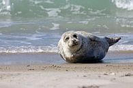 Zeehond op het strand van Düne van Antwan Janssen thumbnail