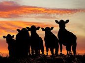 Sunset Cows von Annemieke van der Wiel Miniaturansicht