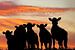 Sunset Cows sur Annemieke van der Wiel
