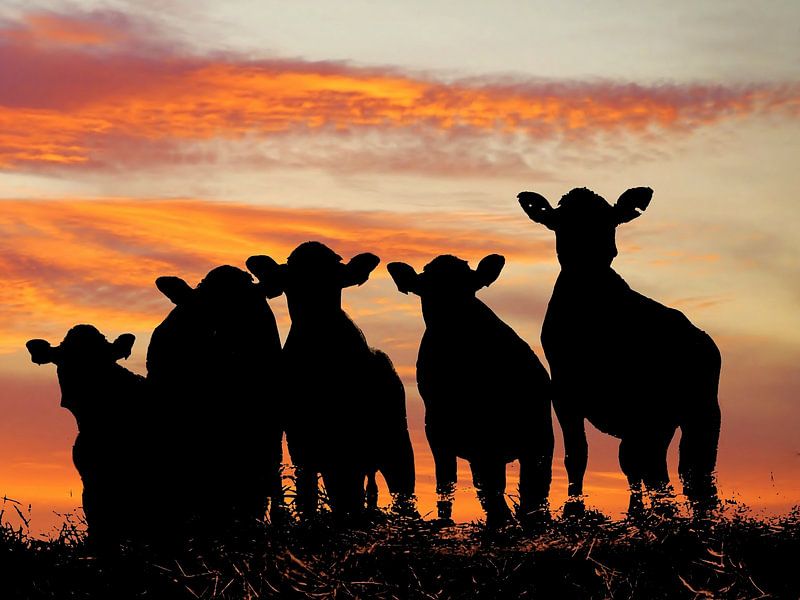 Vaches au coucher du soleil par Annemieke van der Wiel