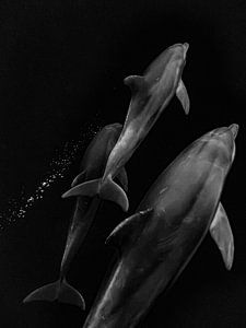 Delfin-Baby