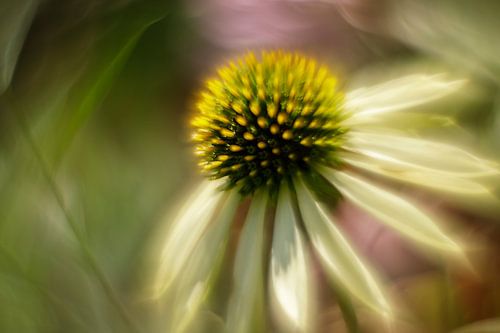 fleur sur le mur sur Elly Besselink