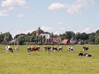 Polder met koeien en kerkje