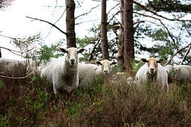 Curieuses boîtes de conserve dans la forêt sur Marleen Tackenberg – Schaapherder & Natuurliefhebber