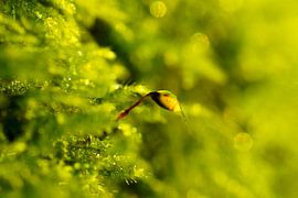macro moss