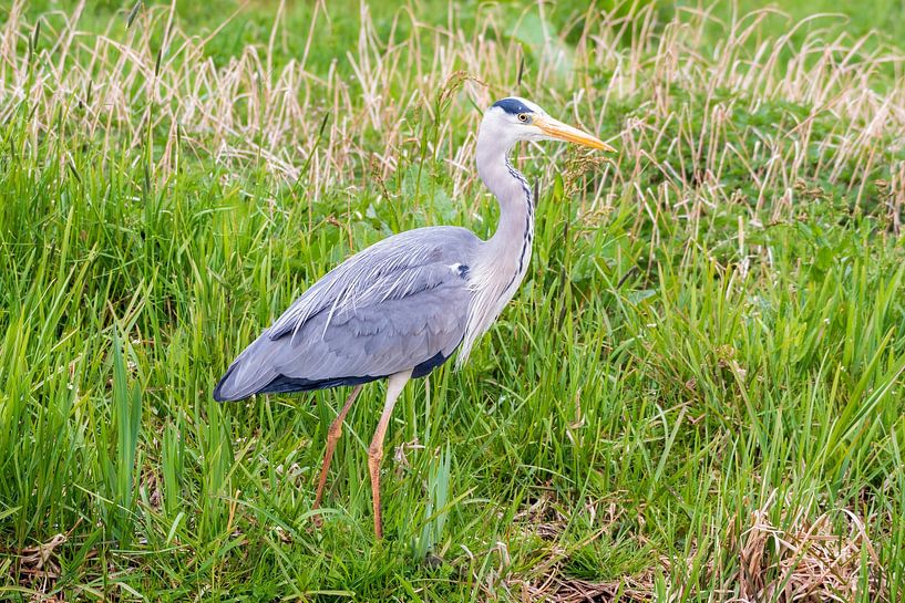 Blue heron by Merijn Loch