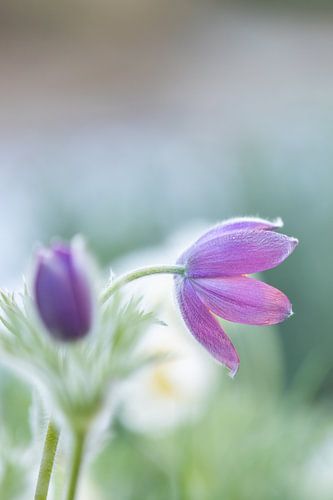 Nahaufnahme einer Küchenschelle (Pulsatilla vulgaris)