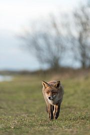 Rotfuchs ( Vulpes vulpes ) in typischer Umgebung, kommt näher, frontale Aufnahme van wunderbare Erde