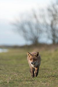Rotfuchs ( Vulpes vulpes ) in typischer Umgebung, kommt näher, frontale Aufnahme