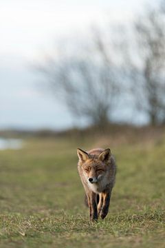 Red Fox / Rotfuchs ( Vulpes vulpes ) coming closer, walking through open grassland, in typical surro by wunderbare Erde