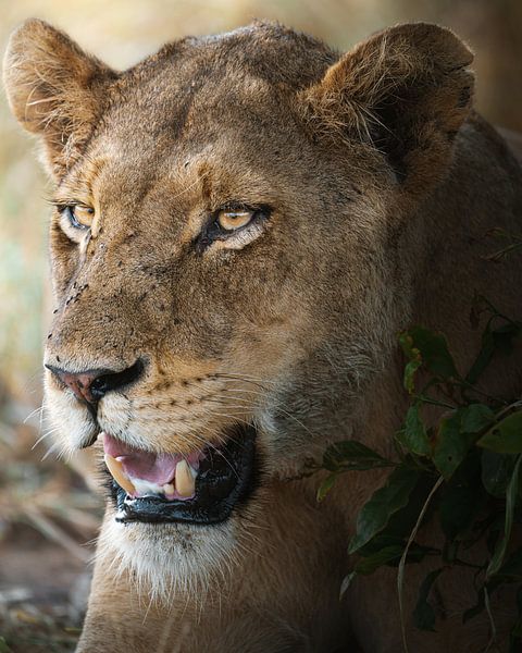 Majestic Lioness by Steffon Reid