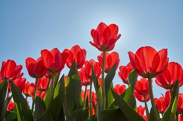 Rode tulpen in tegenlicht van Ad Jekel