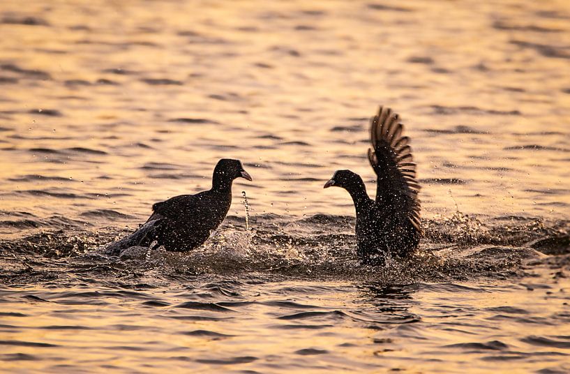 water fowl fight by natascha verbij