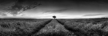 Lavendelveld panorama in Frankrijk in zwart-wit . van Manfred Voss, Schwarz-weiss Fotografie