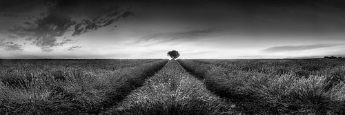 Lavendelveld panorama in Frankrijk in zwart-wit .