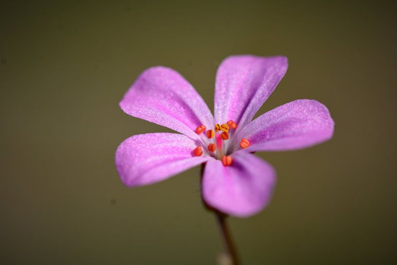 paarse bloem van Eveline De Brabandere