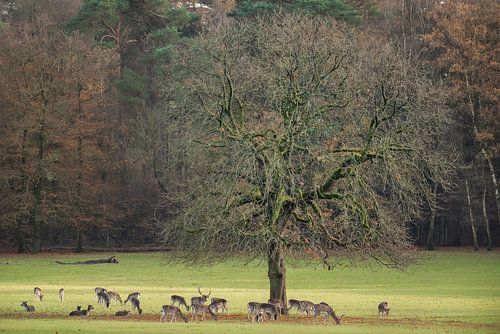 Rustic autumn morning at the old oak tree