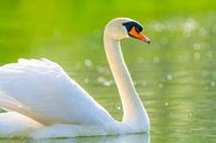 Cygne dans la lumière du matin par Stephan Jansson Aperçu