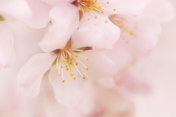 Blühende Kirschblüte