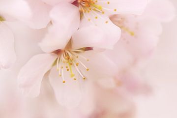 Blossoming cherry blossom