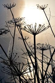 Griffe d'ours dans la brume matinale avec toiles d'araignée et gouttes de rosée sur Trinet Uzun