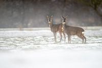 Deer in the snow
