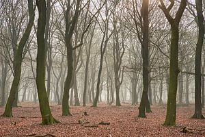 Nebeliger Buchenwald bei Elspeet an der Veluwe