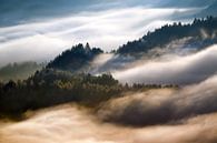 Brouillard matinal de Pieniny par Wojciech Kruczynski Aperçu