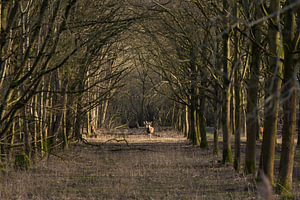 Edelherten in de Oostvaarders plassen