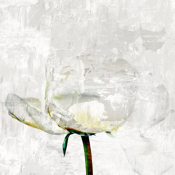 Rose by Mad Dog Art