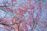 Les fleurs de cerisier par une journée ensoleillée par Mickéle Godderis Aperçu