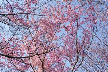 Les fleurs de cerisier par une journée ensoleillée sur Mickéle Godderis