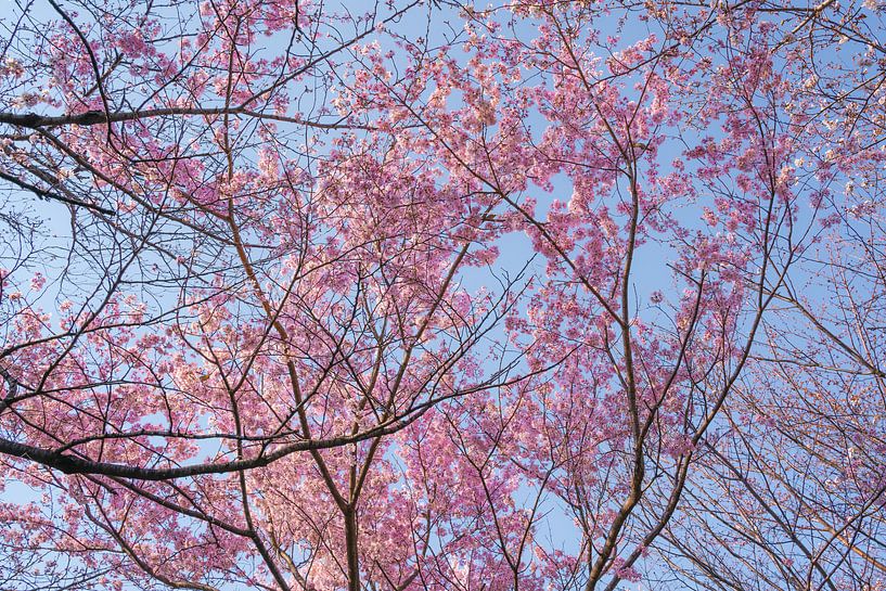 Les fleurs de cerisier par une journée ensoleillée par Mickéle Godderis