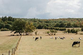 Paysage estival avec des vaches et des moutons paissant dans la campagne française