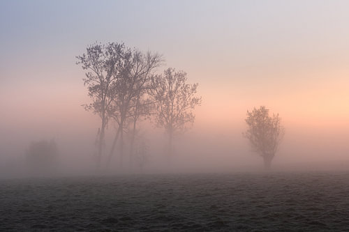 Portrait of trees during a misty sunrise