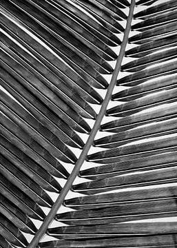 Feuille de palmier 2 - Noir et blanc sur Gal Design