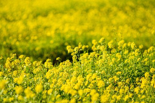 Rapeseed flowers.