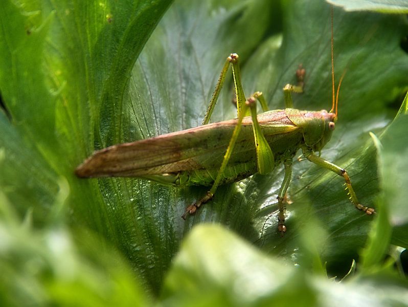 Hippocampe vert par Edgar Schermaul